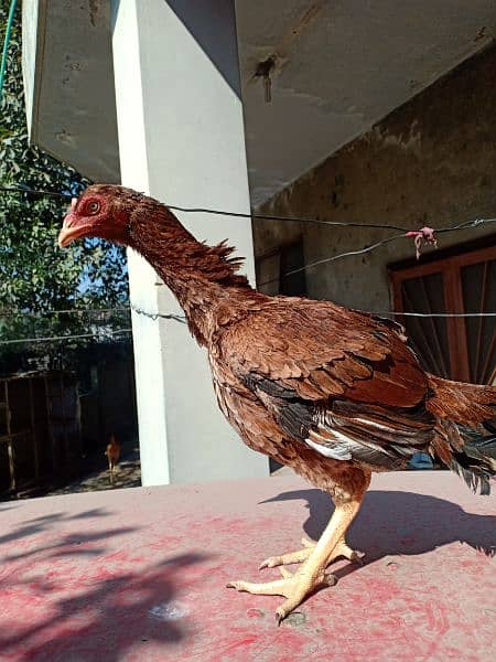 Top quality aseel hen from kamaliya bloodline with eyesight issue 0