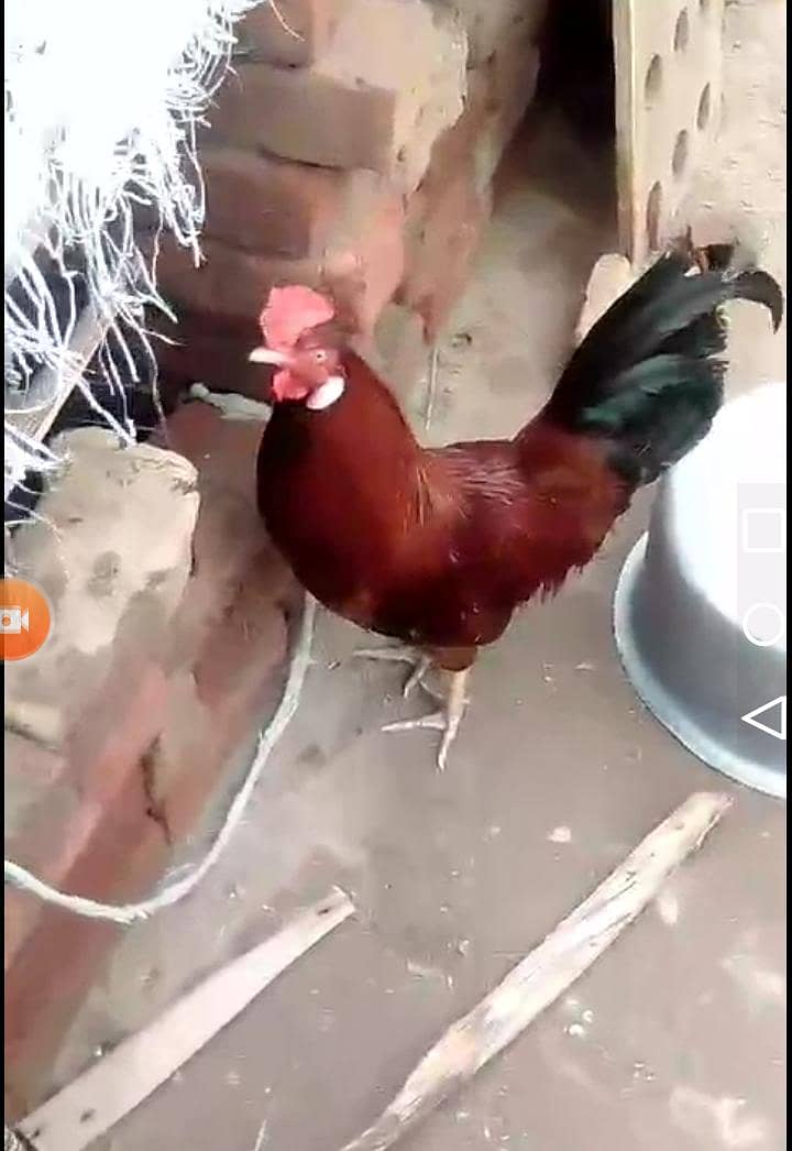 پیور دیسی مرغی + مرغا فارسیل 0