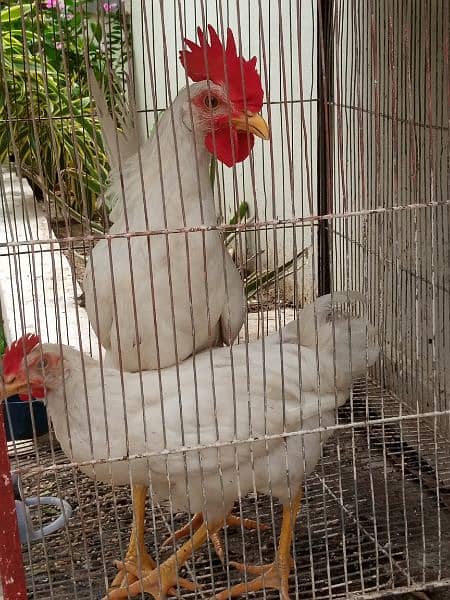 pure white pair  hens 1