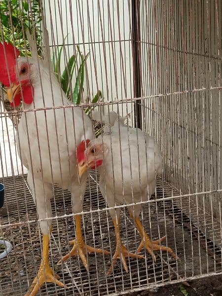 pure white pair  hens 2