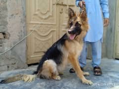 GSD breeder female