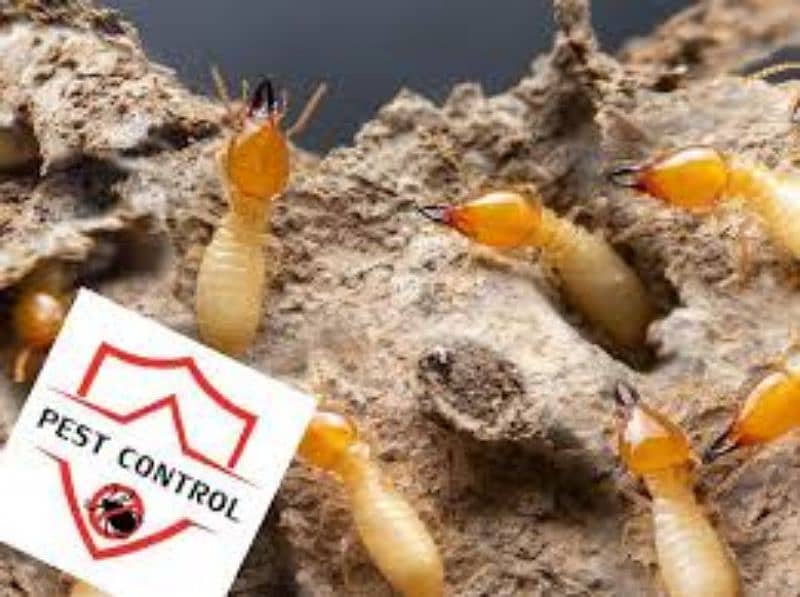 termite proofing | pest control service |  cockroaches treatment 2