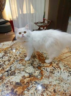 white Persian cat for sale