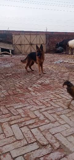 German shepherd quilty female 0