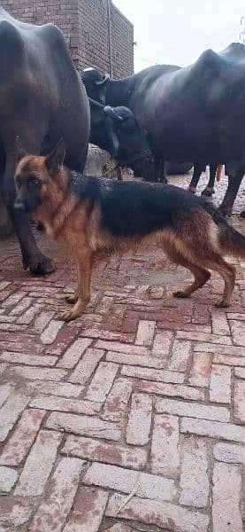 German shepherd quilty female 1