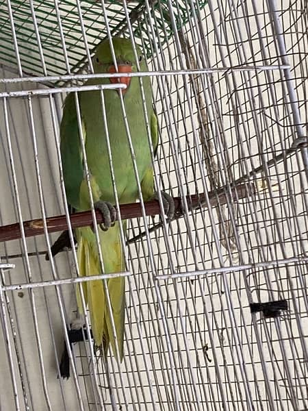 love parrot 1