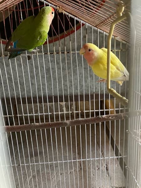 love parrot 12