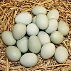 small duck fertile eggs location khushab