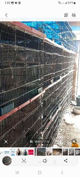 8 Portion Cages for Sale 1