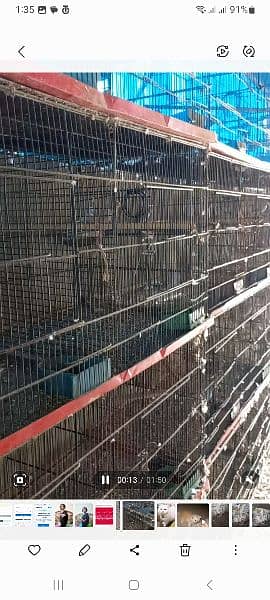 8 Portion Cages for Sale 2