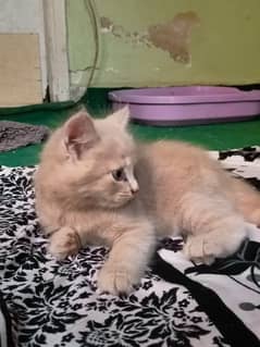 Persian kittens available