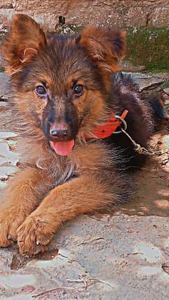 German Sheperd Puppy For sale