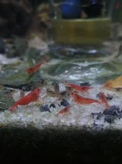 Aquarium shrimp for sale in Lahore dha best price