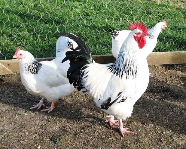 Light Sussex eggs and chicks available/ chicks / fancy / hen / eggs 0