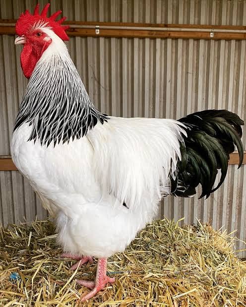Light Sussex eggs and chicks available/ chicks / fancy / hen / eggs 1