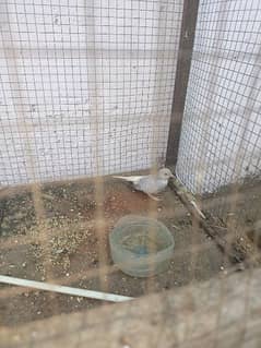 white tail pure diamond dove