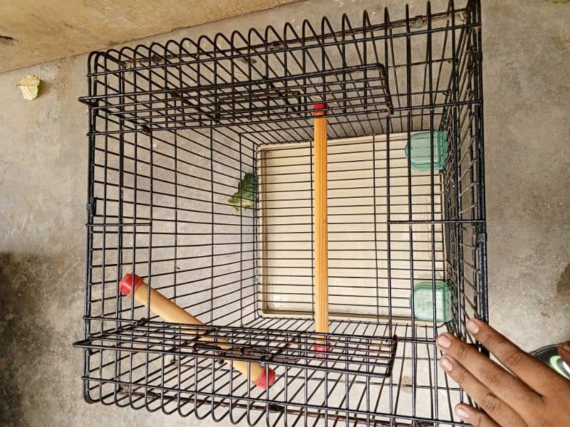 ALEXANDER GREY PARROT CAGE 2