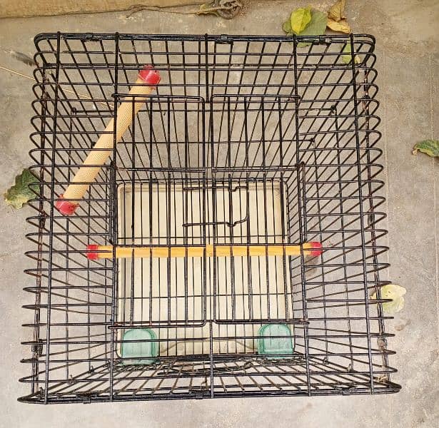 ALEXANDER GREY PARROT CAGE 3