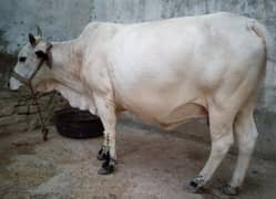 cow available for sell
