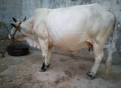 cow available