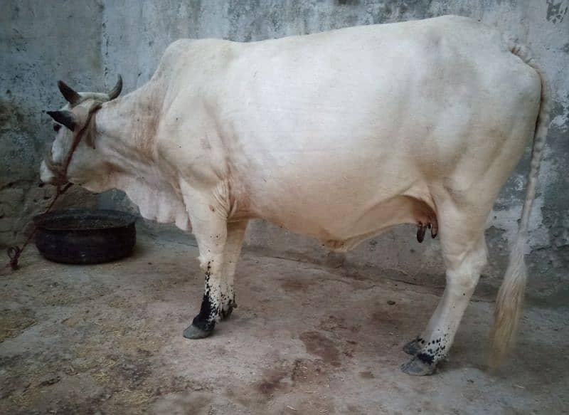 cow available 0
