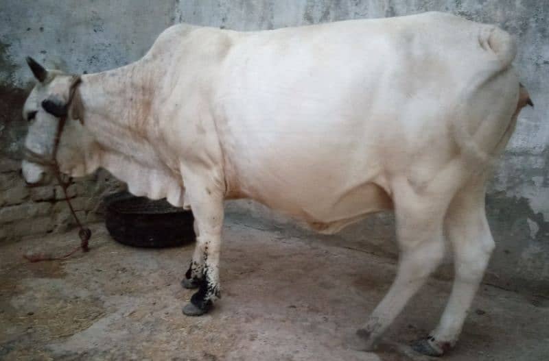 cow available 1