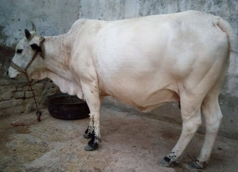 cow available 2