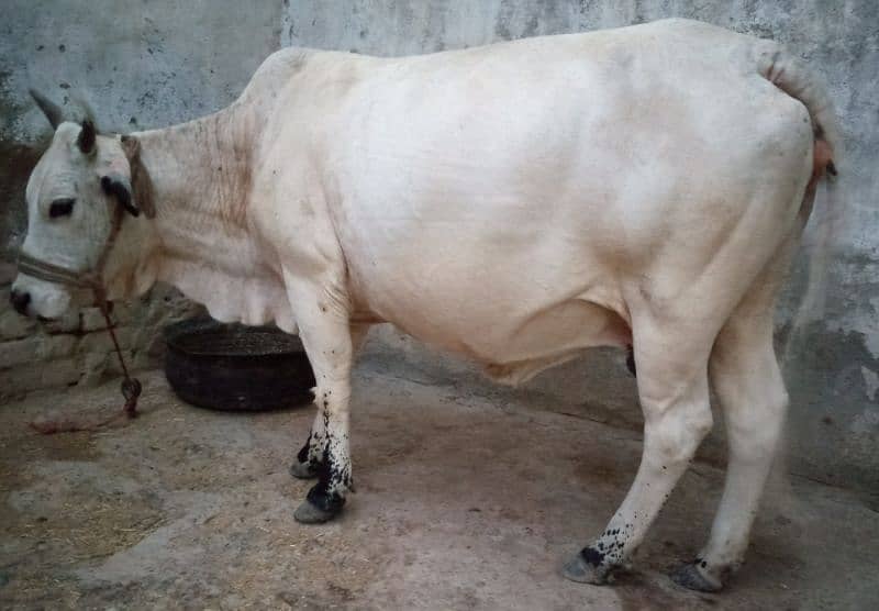 cow available 3