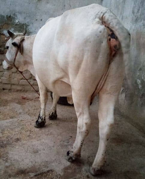 cow available 4