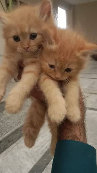 pair of cats 4