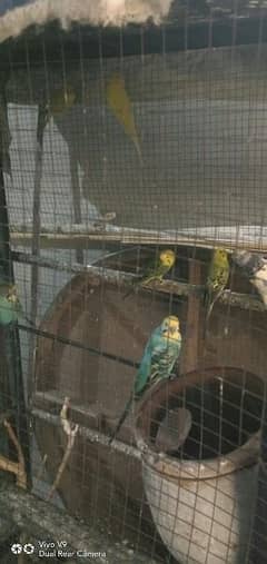 birds with cage for sell