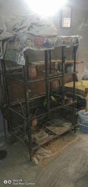 birds with cage for sell 1