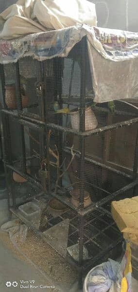 birds with cage for sell 2
