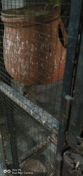birds with cage for sell 3