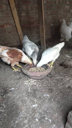 Lohman Brown Hens Home breed