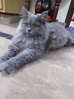 Persian cat for sale