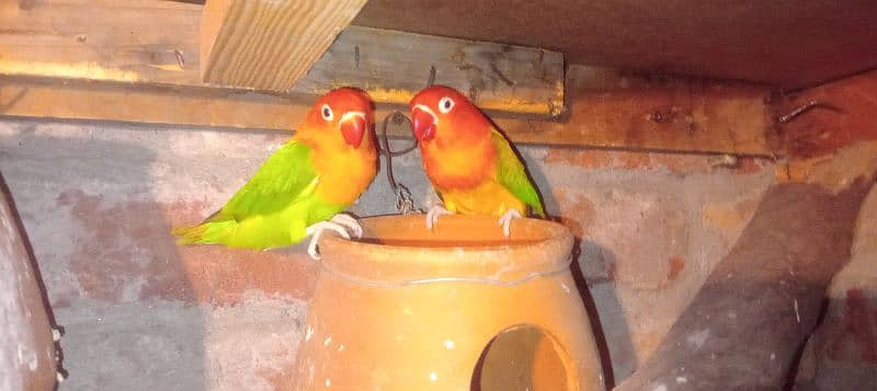 love brids Green opline 
Male / Green opline split blue female 0