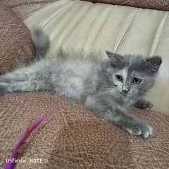 Pure persian female kitten O3o4-4457o17