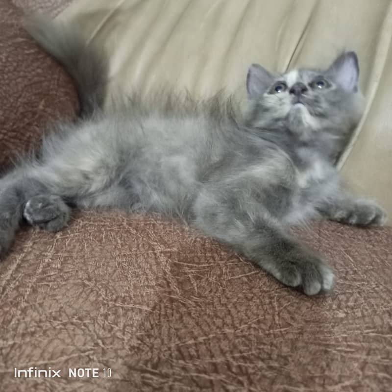 Pure persian female kitten O3o4-4457o17 1