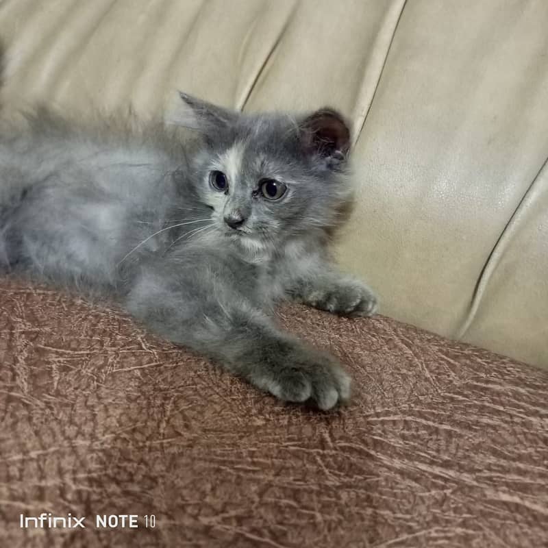 Pure persian female kitten O3o4-4457o17 2