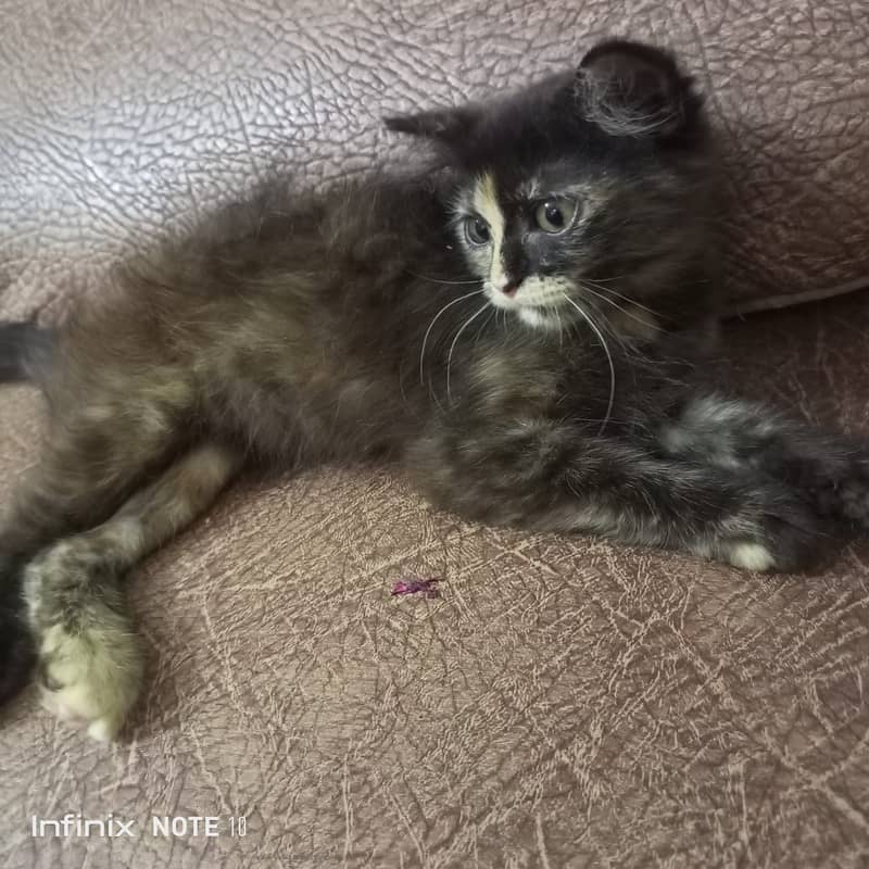 Pure persian female kitten O3o4-4457o17 3