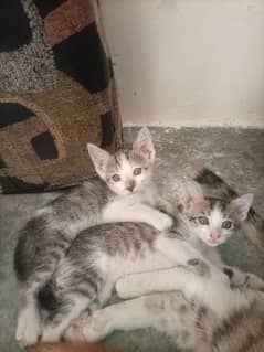 Cute pair of cat for adoption