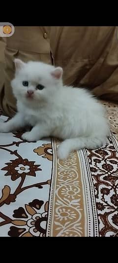 White Persian kittens | triple Coated | Punch Face kittens For Sale