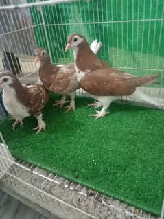 Pigeon sherazi chicks