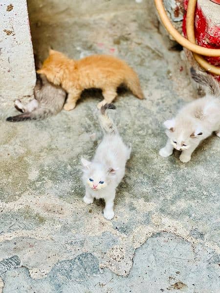 4 kitten's for sell 2