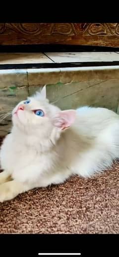 whit persian cat blue eyes