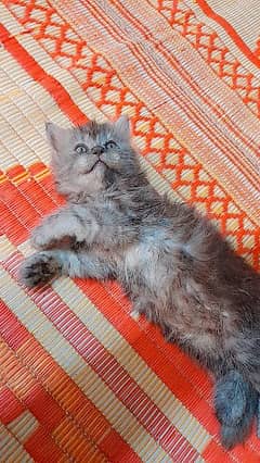 pure Persian grey kitten