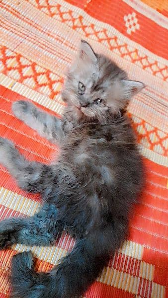 pure Persian grey kitten 1