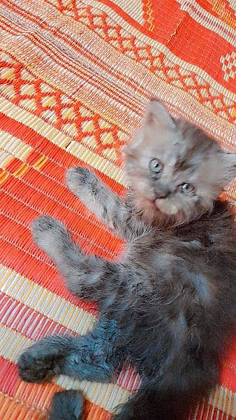 pure Persian grey kitten 2