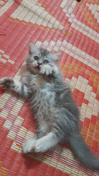 pure Persian grey kitten 3